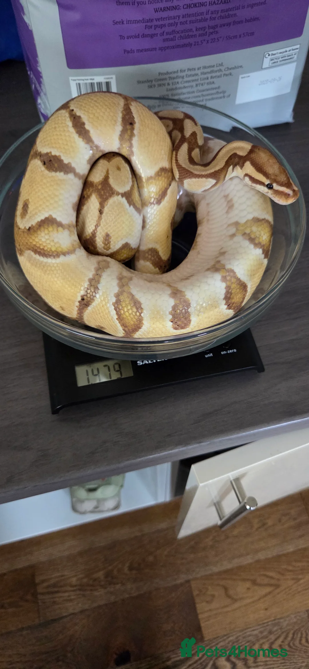 Python Snake reptiles for sale: Banana royal python  - Advert 8