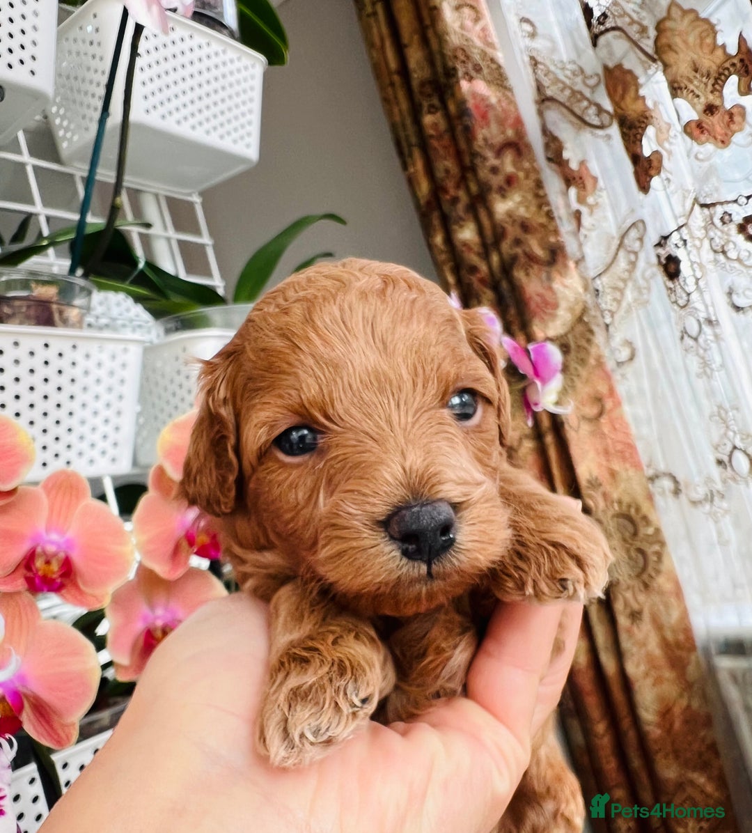 Maltipoo dogs for sale: Beautiful F1B Toy Size Maltipoo Puppies - Image 21