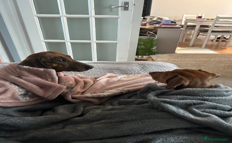 Miniature Dachshund dogs (URGENT) Miniature Dachshunds - Advert 4