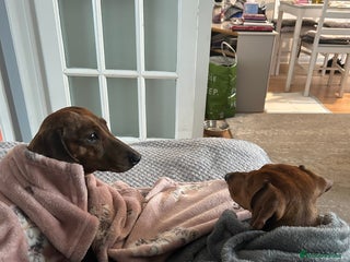 Miniature Dachshund dogs (URGENT) Miniature Dachshunds - Advert 3