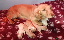Cocker Spaniel dogs for sale: Cocker spaniel puppies for sale  - Image 9