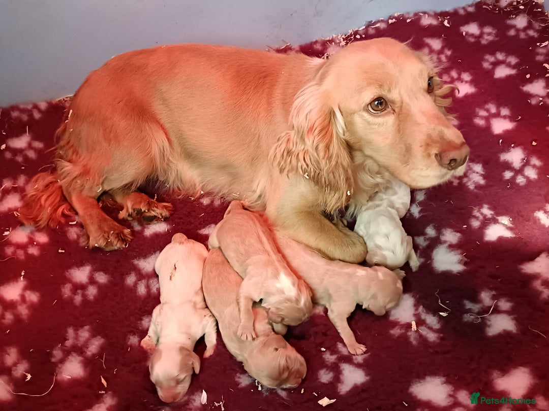 Cocker Spaniel dogs for sale: Cocker spaniel puppies for sale  - Image 9