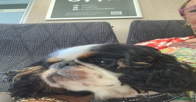 King Charles Spaniel dogs - Advert 2