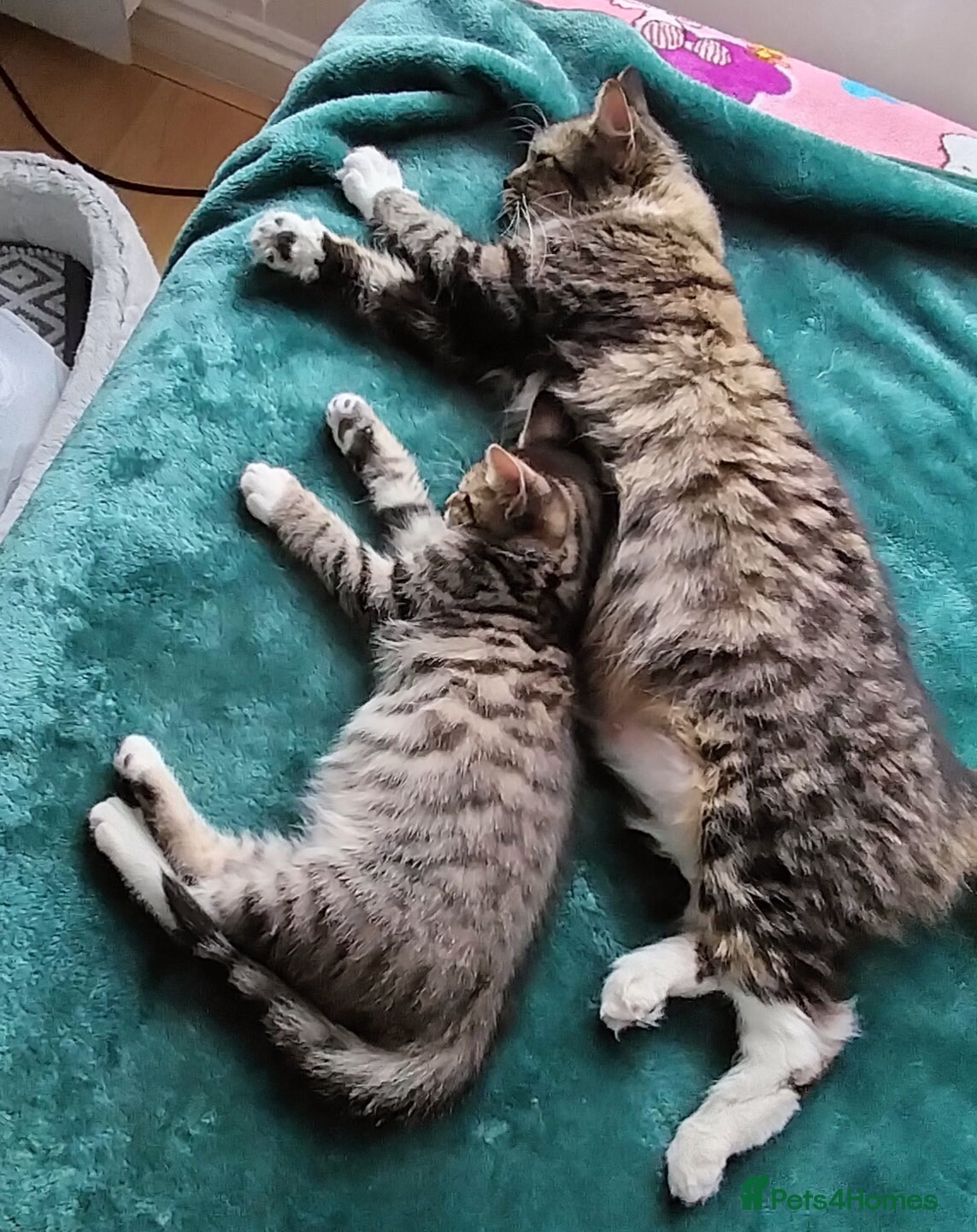 Toybob cats Tabby  - Advert 1