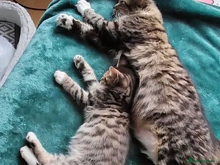 Toybob cats - Advert 1