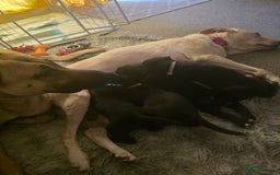 Mixed Breed dogs for sale: Labrador cross puppies  - Image 5