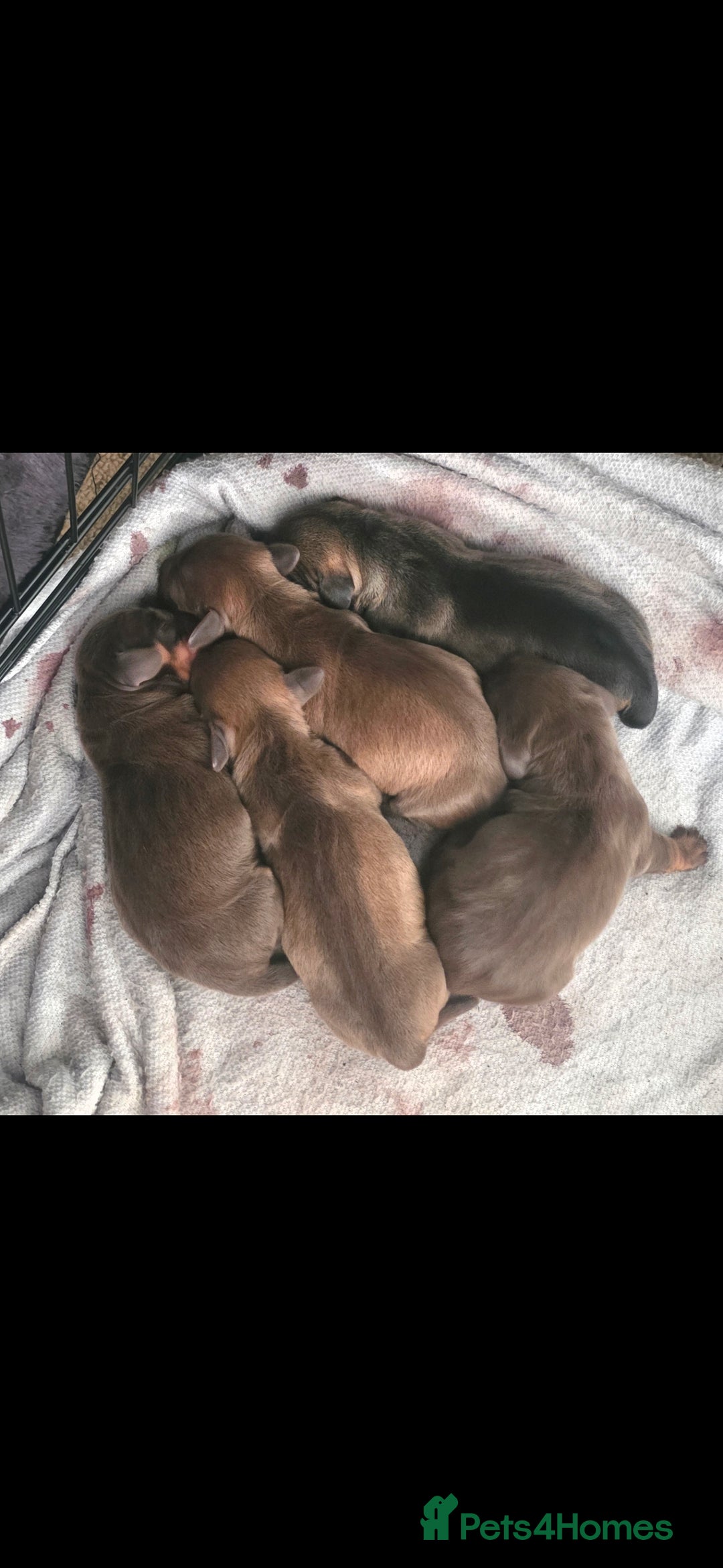 Dachshund dogs for sale: Dachshund  - Image 6