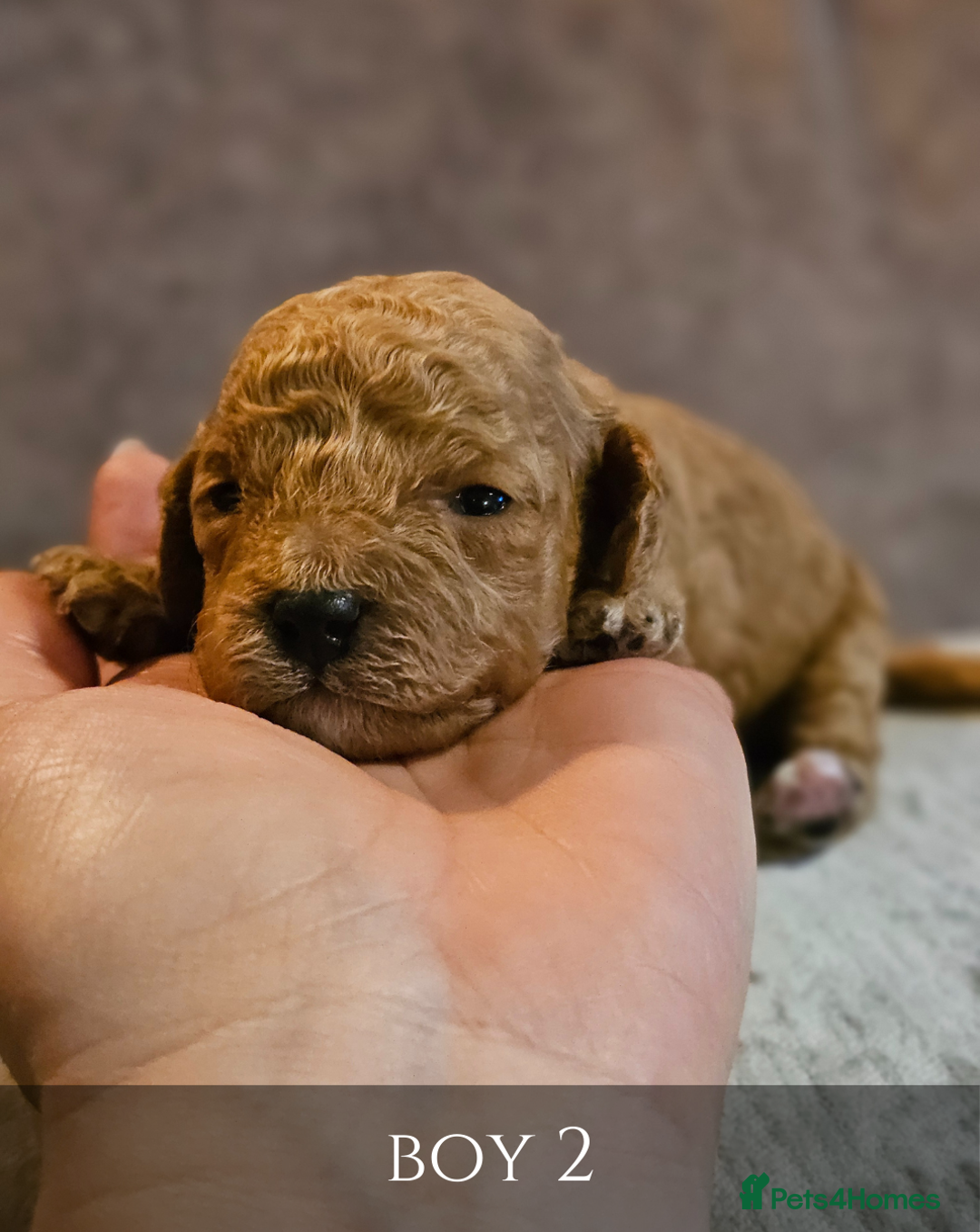 Cavapoo dogs for sale: 5 Beautiful Deep Red Cavapoo Pups - Advert 15