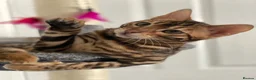 Bengal cats for sale: Top quality bengals kittens available now in Watford - Advert 16