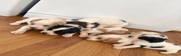 Cocker Spaniel dogs for sale: Cocker spaniel puppy’s  - Advert 20