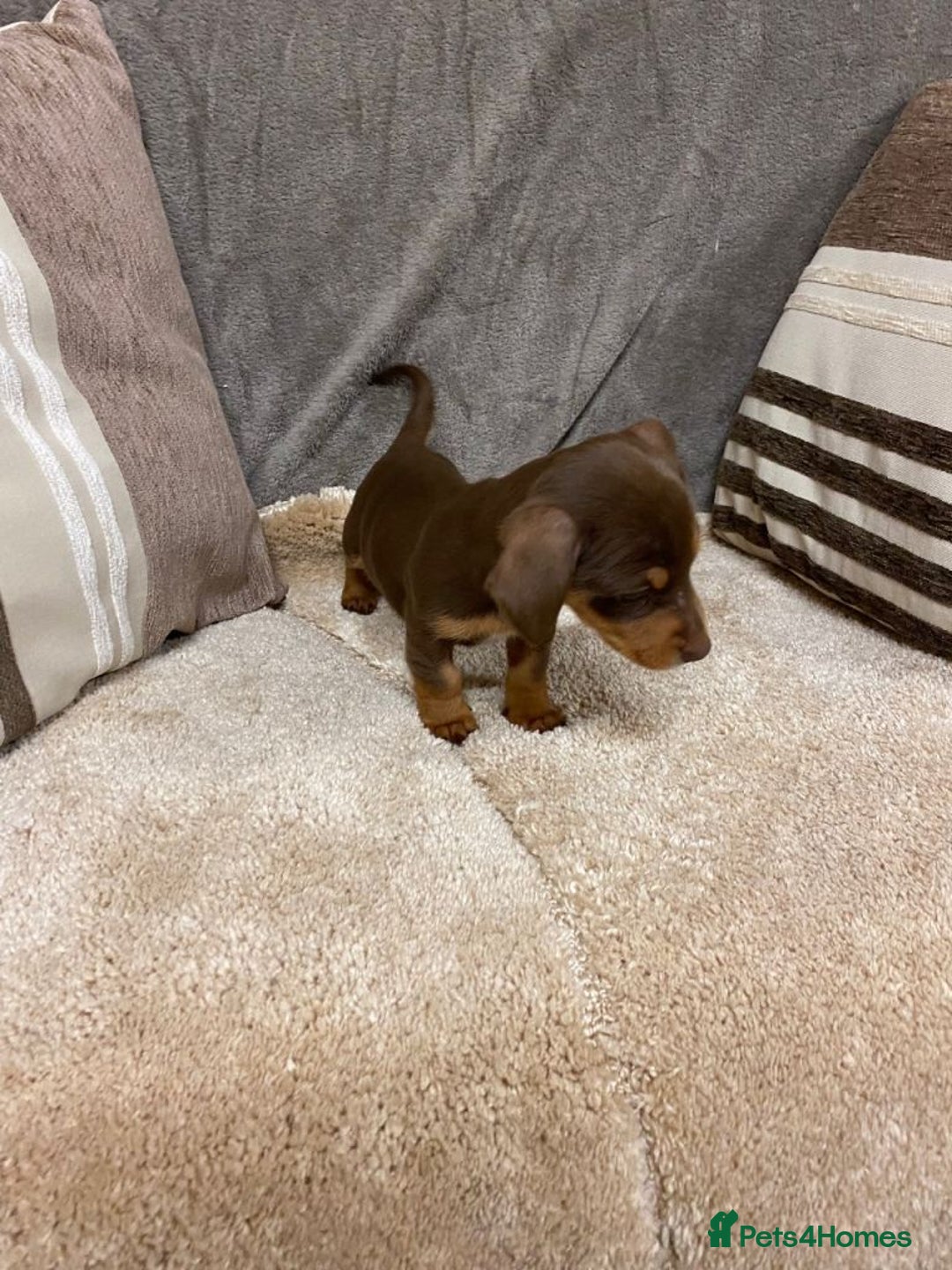 Dachshund dogs for sale: Lovely Dachshund Puppies for Sale - Advert 2