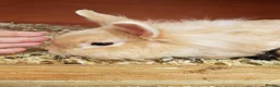 Lionhead rabbits for sale: Lionhead x mini lop and lionhead  in Wigan - Advert 5