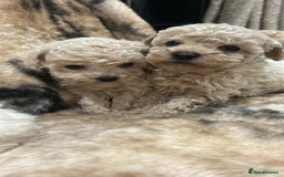 Toy Poodle dogs for sale: Beautiful toy poodles - Advert 3