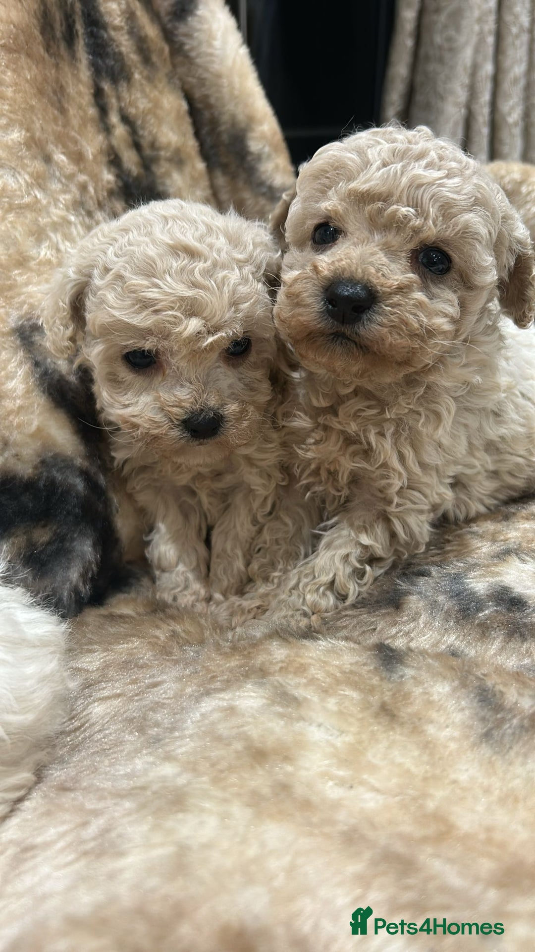 Toy Poodle dogs for sale: Beautiful toy poodles - Advert 3