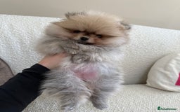 Pomeranian dogs for sale: STUNNING TEDDY BEAR POM 🐻  - Image 1