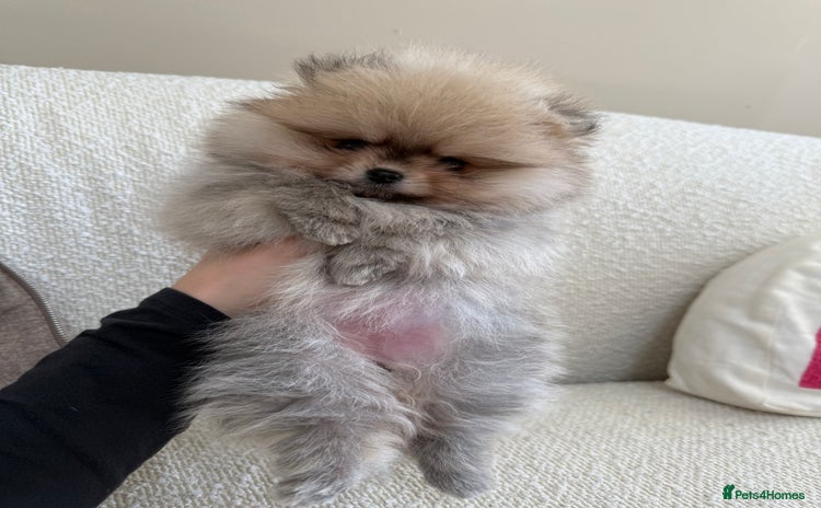 Pomeranian dogs - Advert 1