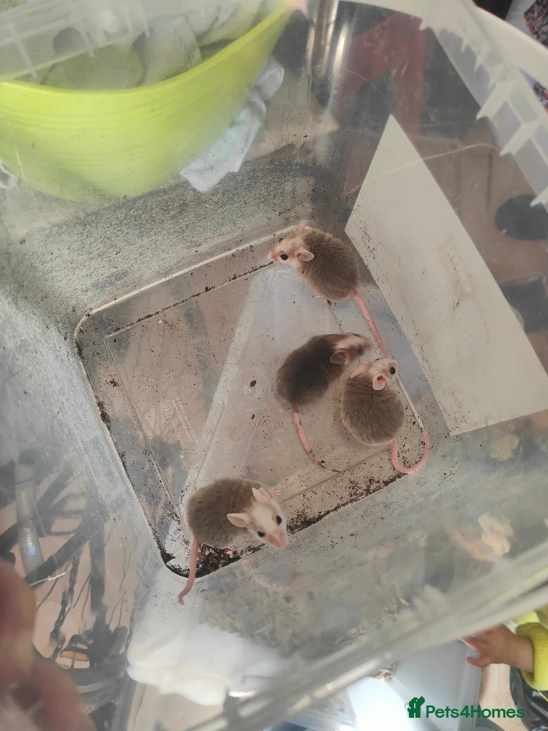 Mouse rodents for sale: asf mice  - Advert 2