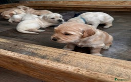 Golden Retriever dogs for sale: 💫💫💫 All puppies are reserved 💫💫💫 in Saint Helens - Image 24