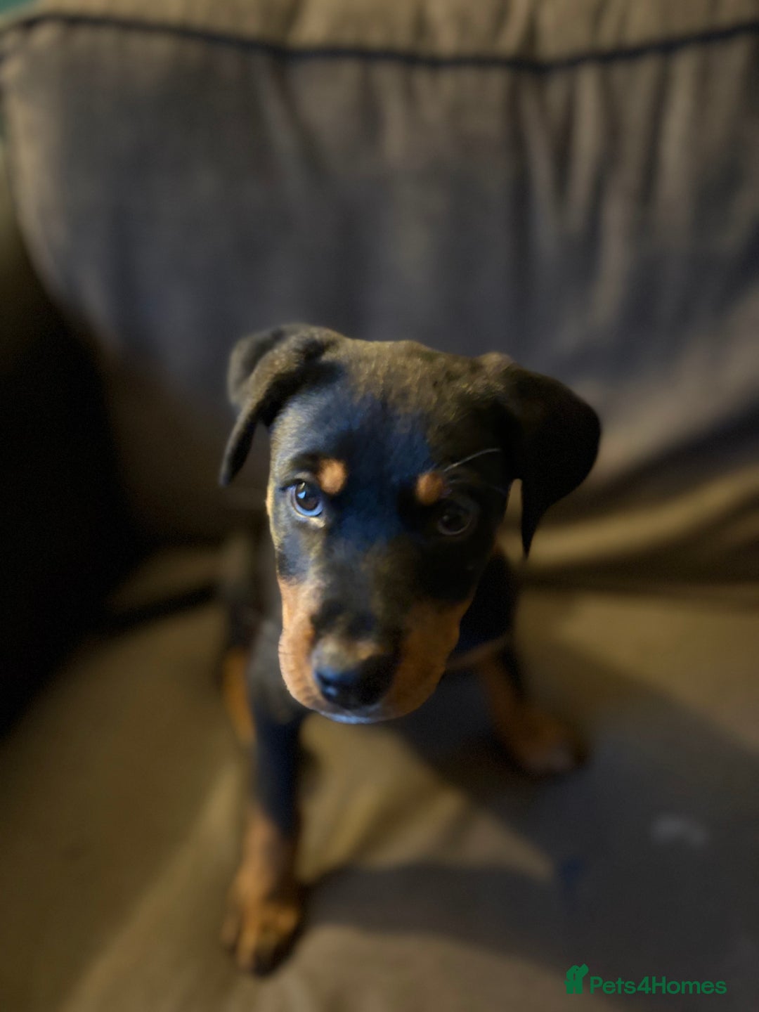 Rottweiler dogs for sale: Rottweiler pup  - Image 2