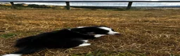 Mixed Breed dogs for sale: Kelpie x collies BEAUTIFUL LITTER - Advert 19