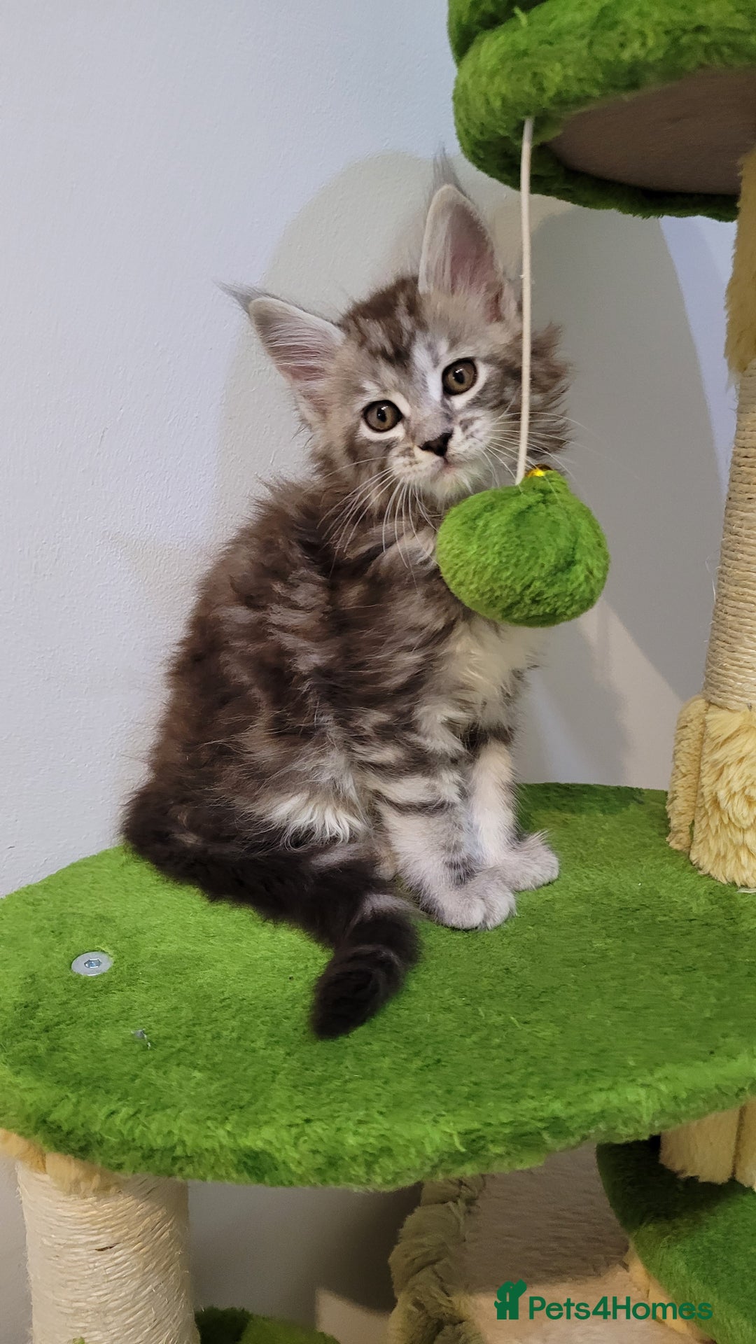 Maine Coon cats for sale: Tica registered Maine coon kittens  - Advert 3