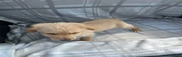 Labradoodle dogs for sale: Labradoodle puppys - Advert 6