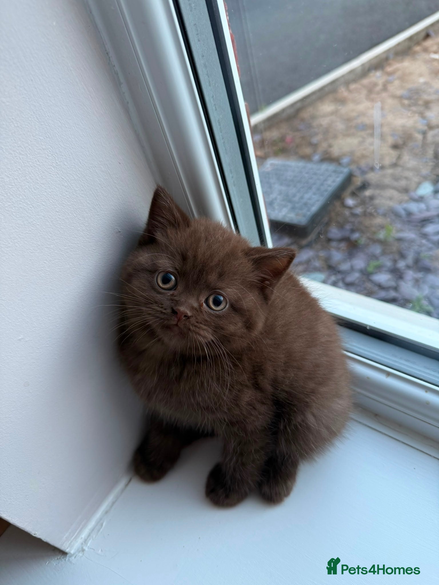 British Shorthair cats for sale: Lilac & Chocolate British shorthair kittens  - Advert 5