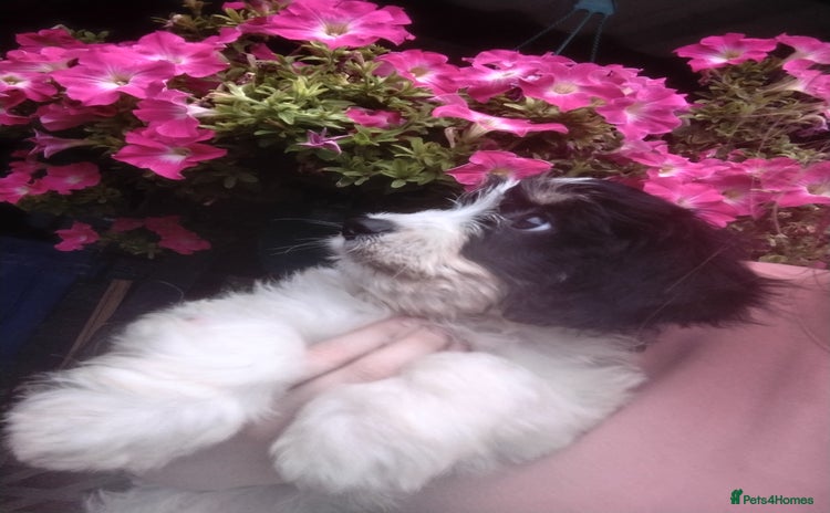 Cavachon dogs - Advert 1