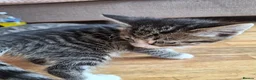 Mixed Breed cats for sale: Gorgeous kittens  - Advert 4