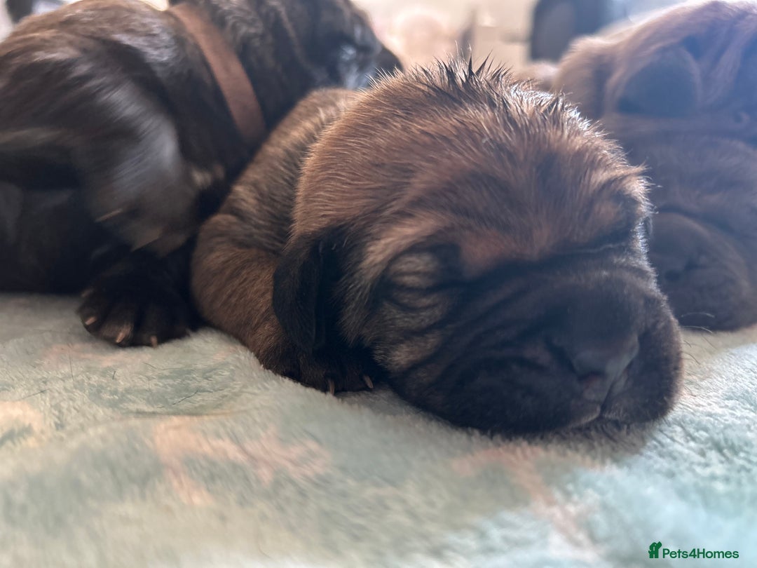 Mixed Breed dogs for sale: Beautiful boy puppy  - Image 7