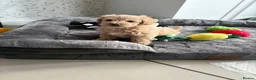 Maltipoo dogs for sale: *Ready to leave* Boy Maltipoo puppy for sale  - Advert 12