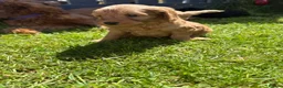 Cockapoo dogs for sale: Cockapoo puppies  - Advert 27