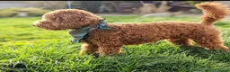 Poochon dogs for sale: 💙🌸Beautiful apricot F1 poochon puppies🌸💙 - Advert 8