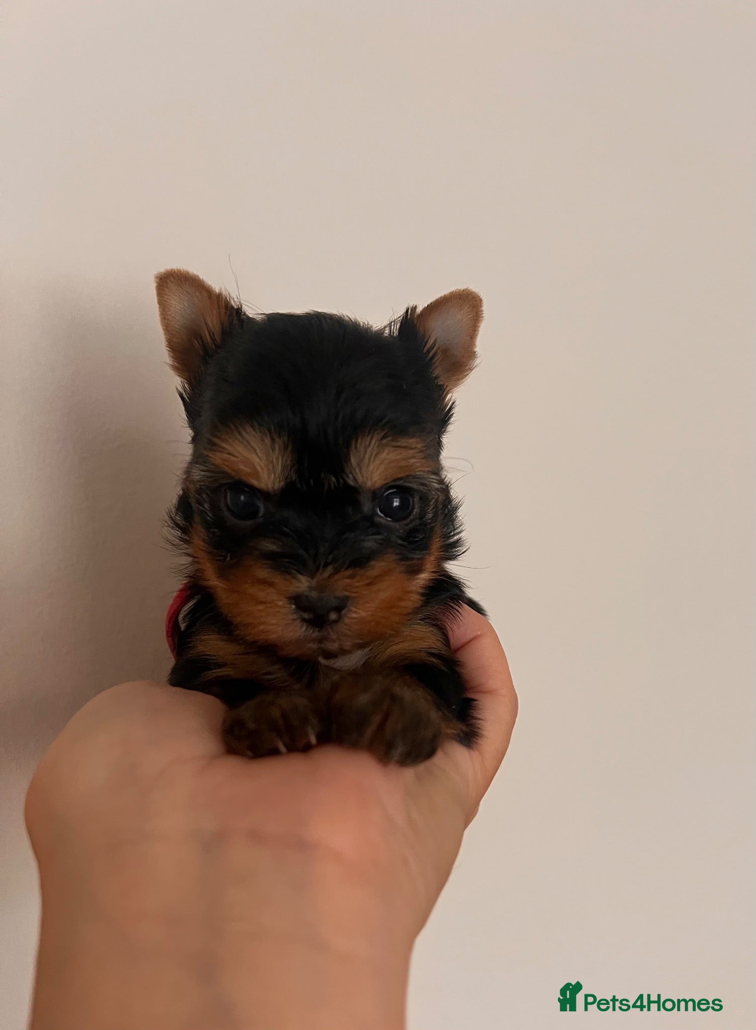 Yorkshire Terrier dogs ❣️ Beautiful Miniature Yorkshire Terrier Puppies❣️ - Advert 5