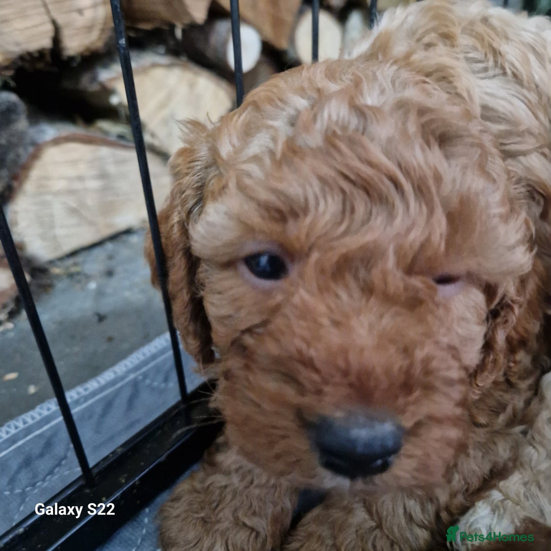 Cockapoo dogs for sale: Cockapoo - Advert 9