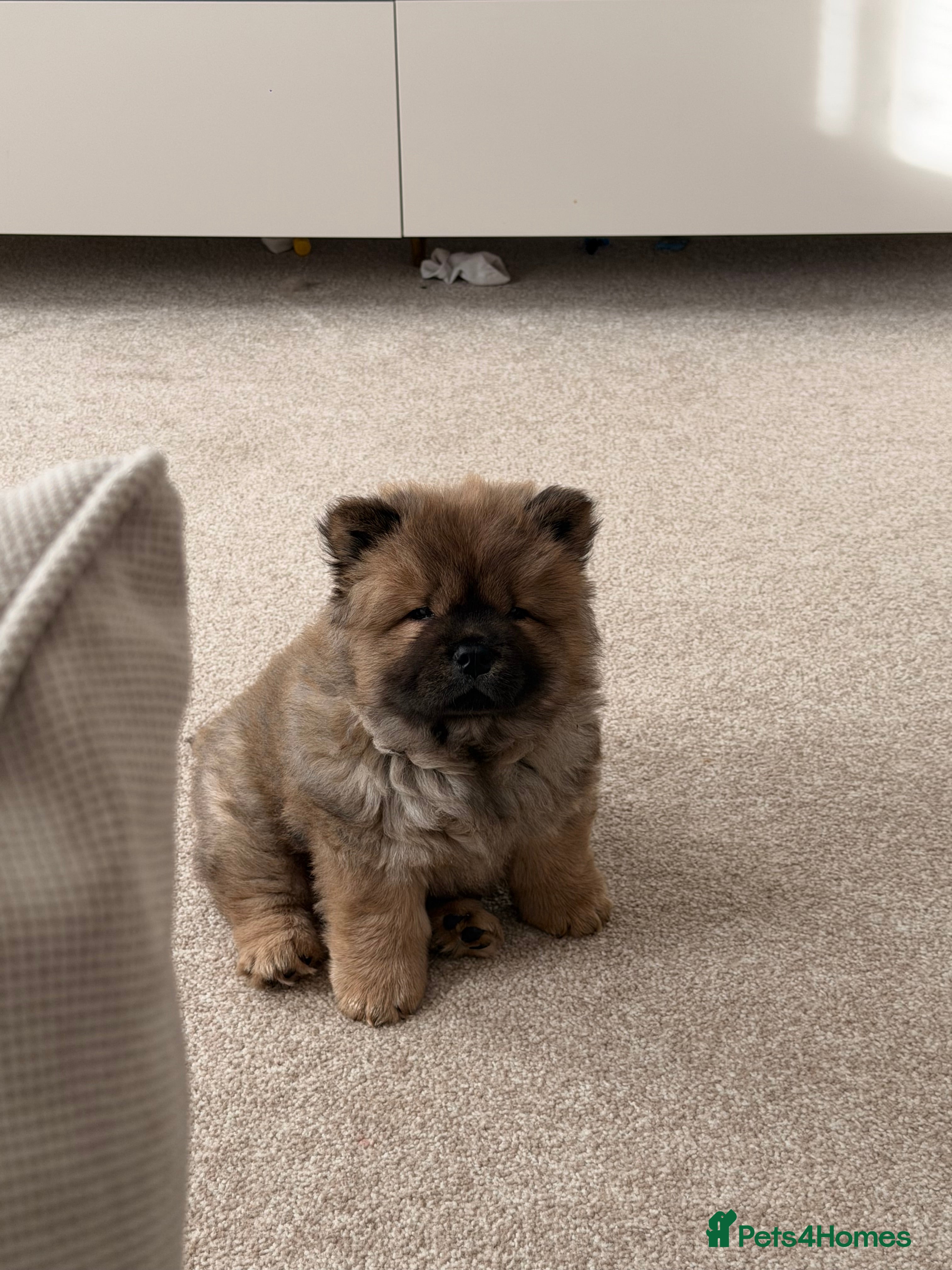 Chow Chow dogs Cinnamon Male chow chow puppy  - Advert 1