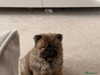 Chow Chow dogs Cinnamon Male chow chow puppy - Advert 4