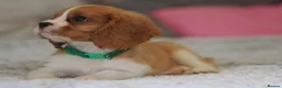 Cavalier King Charles Spaniel dogs for sale: KC Health Tested Cavalier King Charles Spaniel Pup - Advert 8