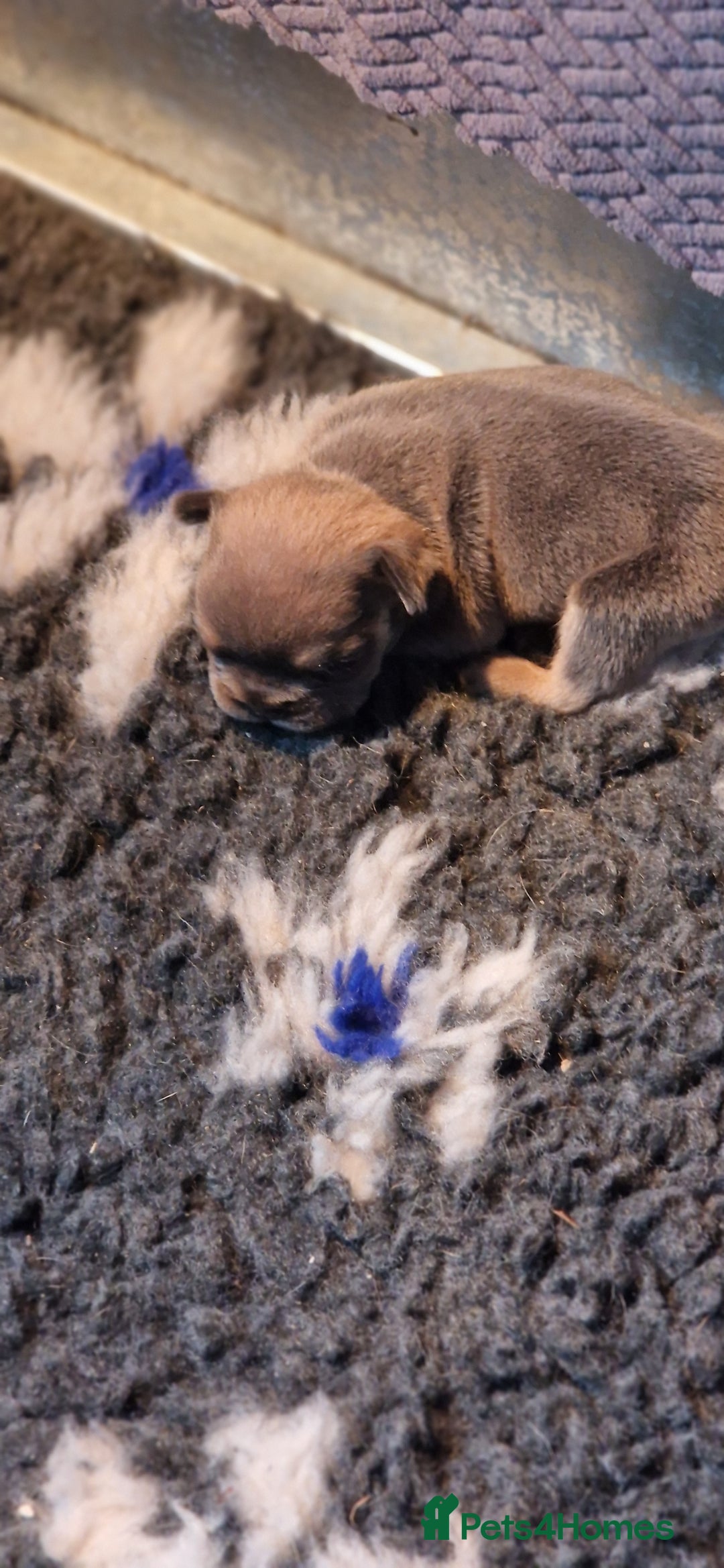 French Bulldog dogs for sale: French bulldogs  - Image 6