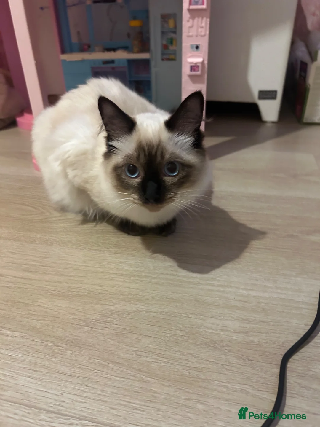 Ragdoll cats for sale: LAST 1 pure Ragdoll kitten LEFT✨FREE STARTER PACK - Advert 2