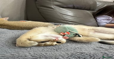 British Shorthair cats British Shorthair Golden kitten GCCF - Advert 9