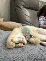 British Shorthair cats British Shorthair Golden kitten GCCF - Advert 6