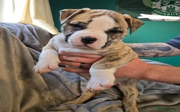 Mixed Breed dogs for sale: Bulldog mix puppies - Advert 3