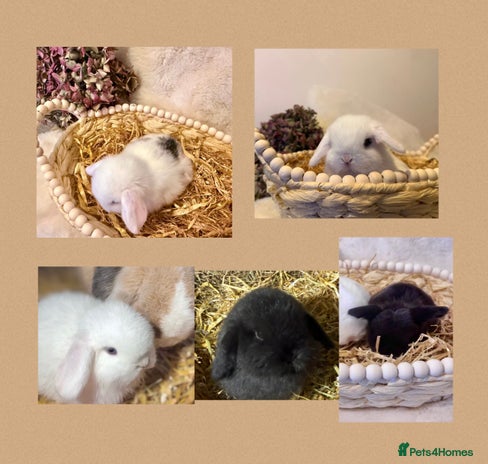 Mini Lop rabbits - Advert 16