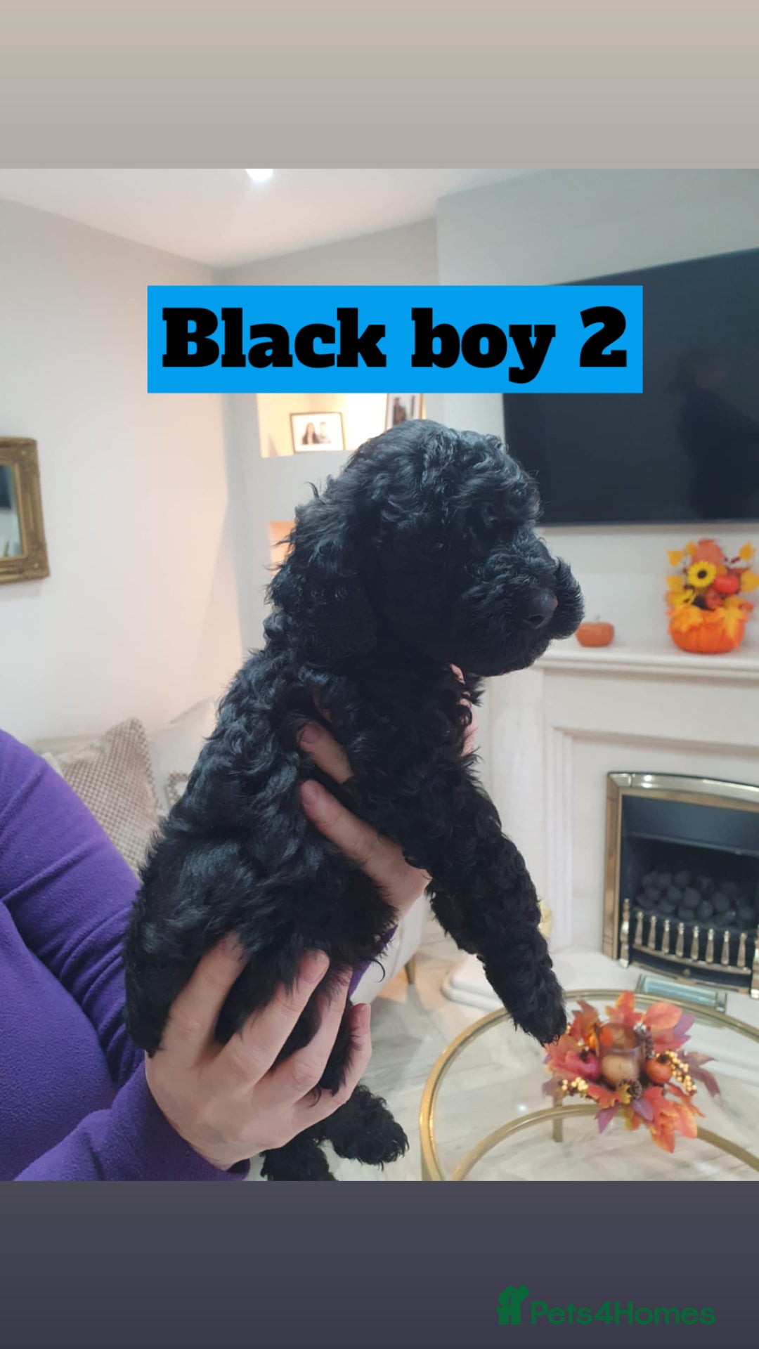 Mini Goldendoodle dogs for sale: LAST 2❗️Miniature goldenoodle pups ready now🏡🌟  - Advert 10