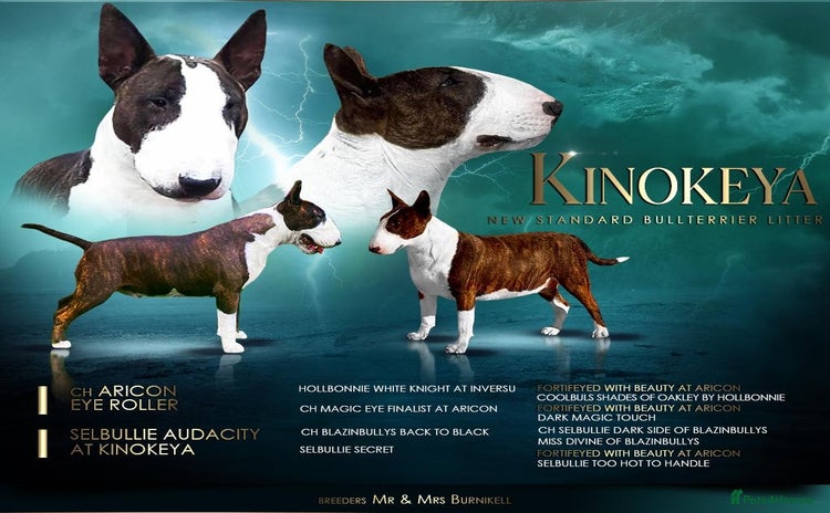 English Bull Terrier dogs - Advert 1