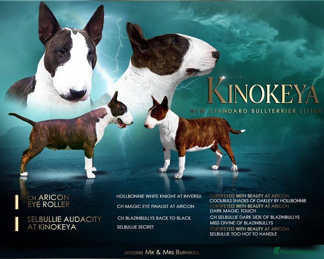 English Bull Terrier dogs for sale: Bull terrier puppies sired by uk champion  - Image 1