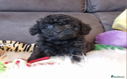 Cockapoo dogs for sale: Best Friend Sofa Companions 🥰 Fully vaccinated  - Image 39