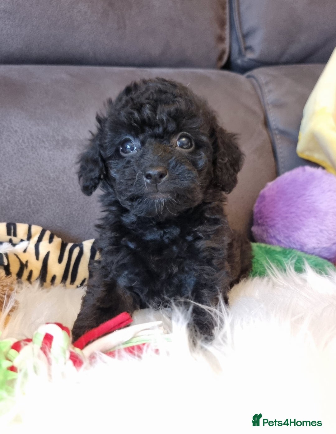 Cockapoo dogs for sale: Best Friend Sofa Companions 🥰 Fully vaccinated  - Image 39