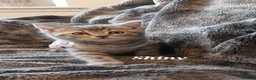 British Shorthair cats for sale: British shorthair babies  - Advert 5